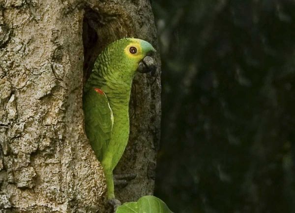 Brazil, Pantanal White-eyed parakeet in tree